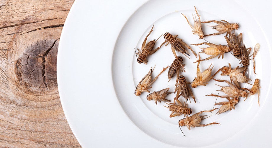 The Latest in Energy Bars: Healthy, Sustainable and ... Made of Crickets