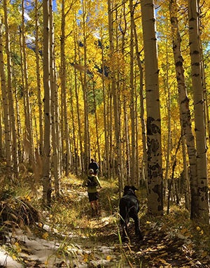 Fall colors at the Deep Creek Trail Half.