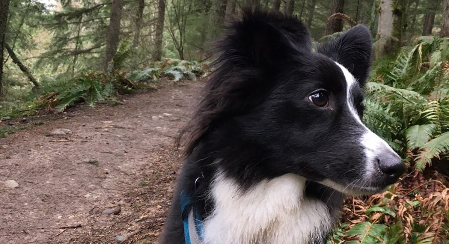 Tips for Trail Running with Your Dog