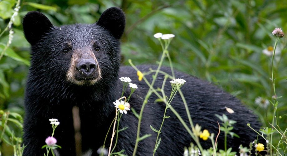 A Trail Runner's Botched Bear Encounter