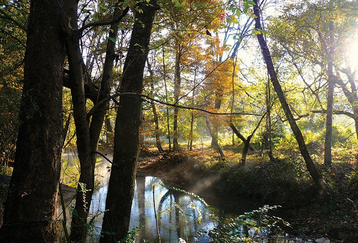 The Pinhoti 100 passes through Alabama's beautiful forests.