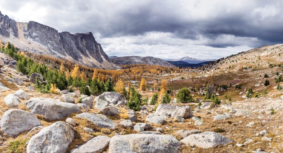 Wild Wilderness